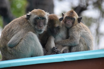  Closeup of a cute monkey family at the monkey mountain Khao Takiab in Hua Hin, Thailand, Asia