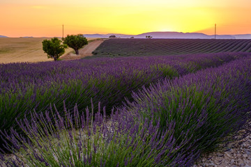 Champ de lavande, coucher de soleil. Plateau de Valensole, Provence, France.