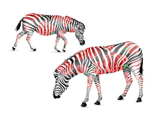 Fototapeta na wymiar Zebra striped black and white with red roses. Zebra walking and bend down. Wild animal texture. Illustration isolated on white background.