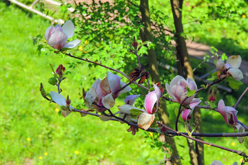 Flowering Magnolia tree in the garden