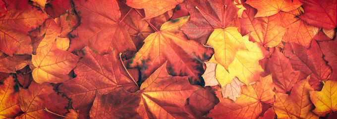 Web banner colorful autumn leaves texture background © Aleksandr Matveev