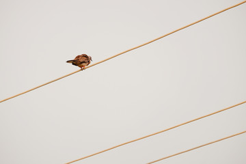 bird on electricity string.