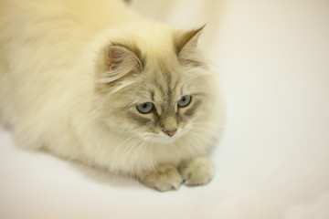 A female cat on a light background