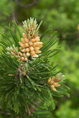 Tannenzapfen