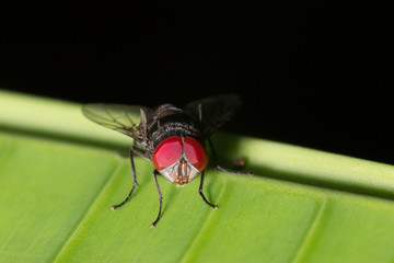 red eye fly macro Close up