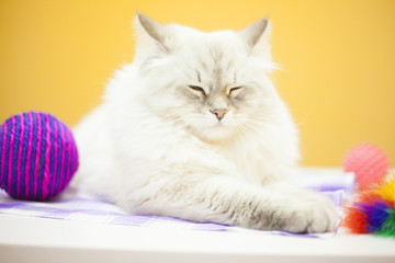 Fototapeta premium A female siberian cat against yellow background