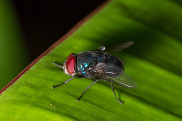 red eye fly macro Close up