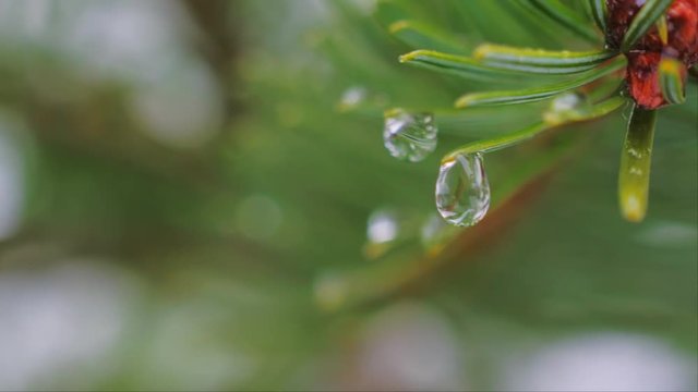 Water drops on fir tree, spruce forest