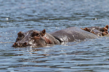 Hippopotamus at Ngorongoro Conservation Area, Tanzania.