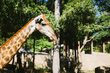 Portrait of Giraffe in the zoo.