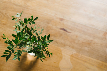 Little green branch of tree in the vase on the table.
