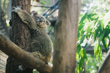 Koala on tree branch in the zoo.