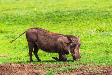 Warthogs in Ngorongoro Conservatio Area, Tanzania.