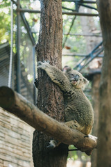 Koala on tree branch in the zoo.