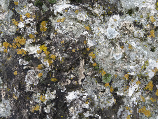 Old stone surface covered with moss. Stone texture