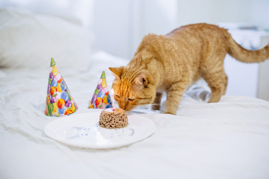 Cat sniffs a cake from the cat food for the birthday of a cat on a plate with a hood and a candle