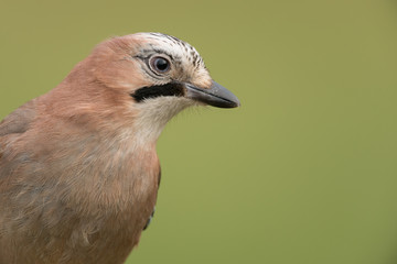 Eurasian jay, Garrulus glandarius