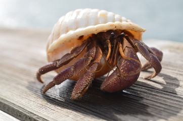 Crab