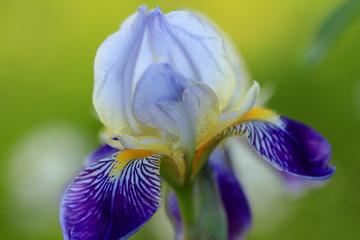 Blühende Iris mit grünem Hintergrund