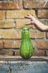Harvest fresh vegetables in hands - zucchini