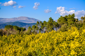 Vue panoramique sur le massif de Tanneron, arbres de mimosa en fleurs, Provence, sud de France.