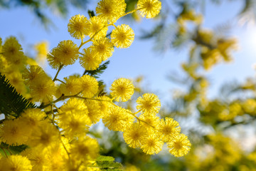 Fleurs de mimosa, macro