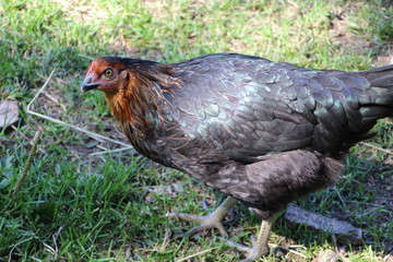 Chicken At Fort Edmonton Park, Edmonton, Alberta