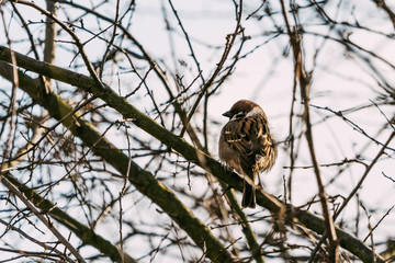 Small bird the house sparrow (Passer domesticus)