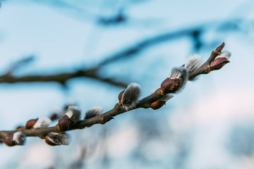 Nice fresh flowering pussy willow branches in early spring