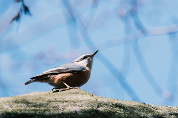 Small bird nuthatch or wood nuthatch sitting on tree trunk