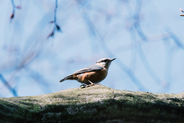 Small bird nuthatch or wood nuthatch sitting on tree trunk