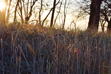 Fototapeta premium Sunhine at the grass