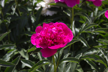 Peony flower