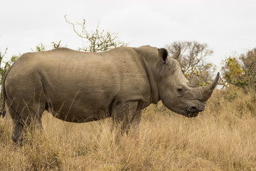 rhinocéros dans la savane africaine