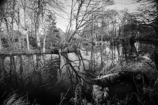 Pitfour Lake, Old Deer, Aberdeenshire, Scotland. 