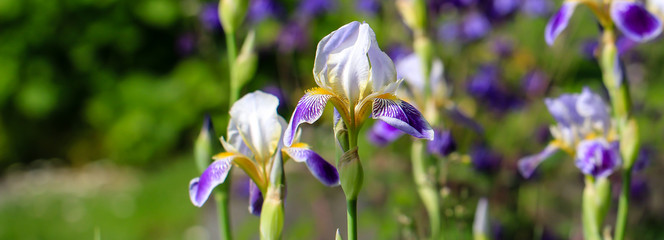 Banner mit Schwertlilien © pw-fotografie