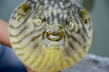 Puffer fish or swell fish teeth © posinote