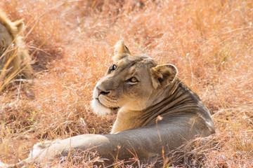 lionne couchée dans l'herbe