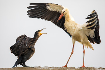 Kormoran vs Weißstorch