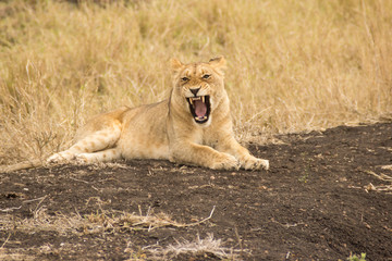 lionne rugissant 