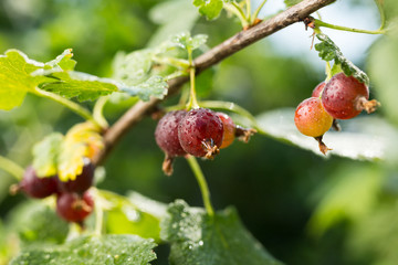 Branch with sweet ripe green gooseberries (agrus) in the garden