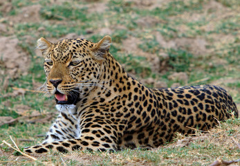 African Leopard (panthera pardus) laying down looking alert on the african savannah in South Luangwa National Park, Zambia, Southern Africa