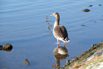 Gans auf dem Wasser