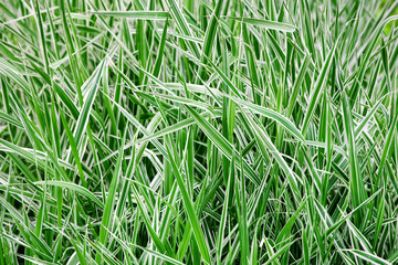 Green and white striped grass, soft focus.