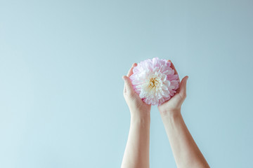 Outstretched female hand with delicate Dahlia. Concept of psychology of relationship.