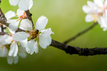 Horizontal View of Close Up of Flowered Almond Branch With a Bee Eating On Blur Background.