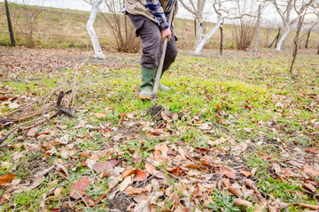 Transplanting new scion with roots, dibble fruit tree