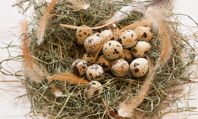quail eggs in a hay nest