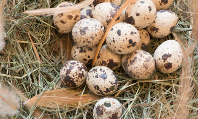 Obraz premium hay nest with quail eggs