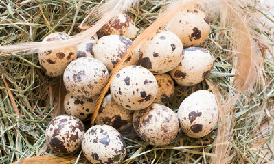 hay nest with quail eggs and feathers